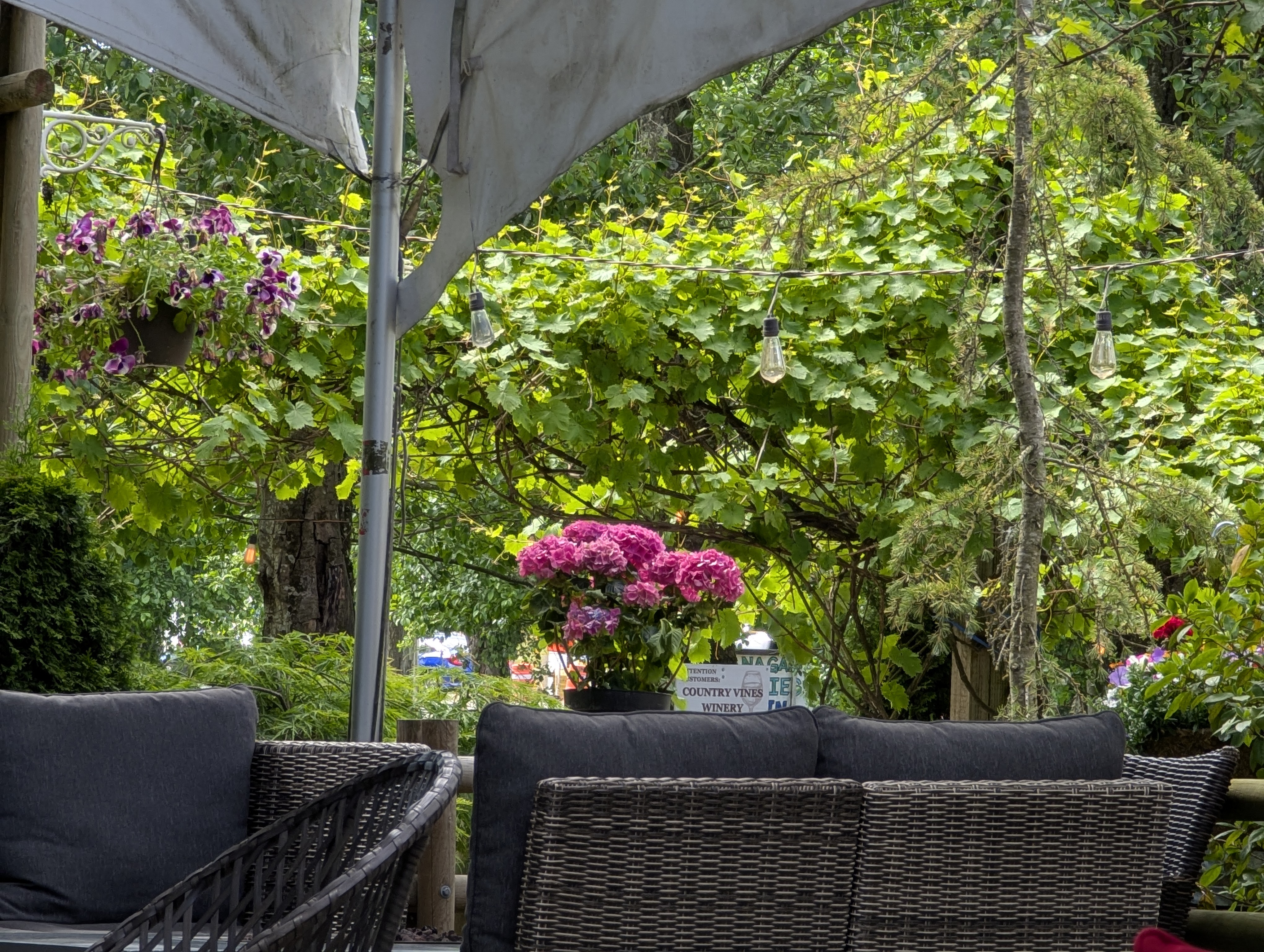 Birthday Trip to Canada, Country Vines Winery, Richmond, British Columbia